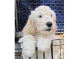 Goldendoodle Puppy for sale in REDLANDS, CA, USA