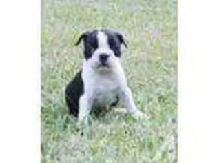Mutt Puppy for sale in GORDO, AL, USA
