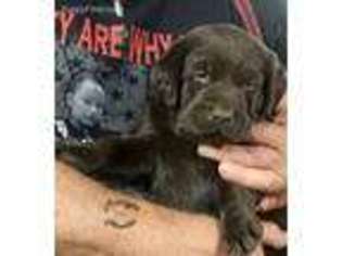 Labrador Retriever Puppy for sale in Danville, IL, USA