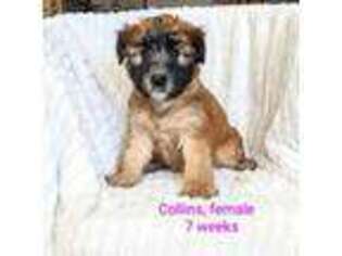 Soft Coated Wheaten Terrier Puppy for sale in New Holland, PA, USA