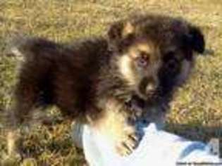 German Shepherd Dog Puppy for sale in VIDALIA, GA, USA