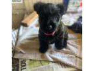 Scottish Terrier Puppy for sale in Kailua, HI, USA