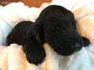 Labradoodle Puppy for sale in Bryan, OH, USA