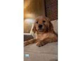 Golden Retriever Puppy for sale in Wrightwood, CA, USA