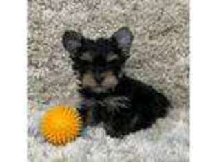 Yorkshire Terrier Puppy for sale in Hialeah, FL, USA