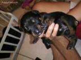 Rottweiler Puppy for sale in Brandon, FL, USA