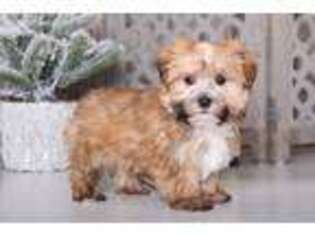 Shorkie Tzu Puppy for sale in Howard, OH, USA