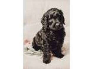 Goldendoodle Puppy for sale in Purvis, MS, USA