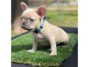 French Bulldog Puppy for sale in Glendale, AZ, USA