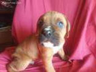 Boxer Puppy for sale in Travelers Rest, SC, USA