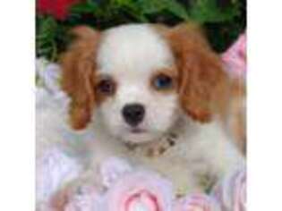 Cavalier King Charles Spaniel Puppy for sale in Johnson City, TN, USA