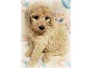 Mutt Puppy for sale in Sumterville, FL, USA
