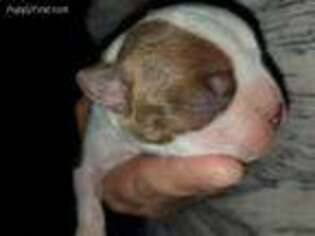 Boston Terrier Puppy for sale in Bloomington, CA, USA