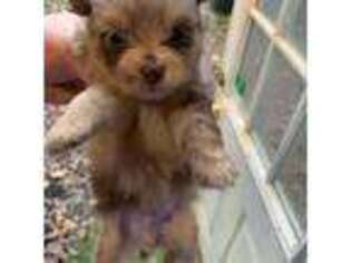 Pomeranian Puppy for sale in Hernando, MS, USA
