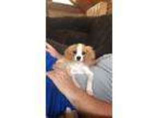 Cavachon Puppy for sale in Roanoke, VA, USA