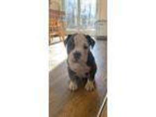 Olde English Bulldogge Puppy for sale in Newtown, CT, USA