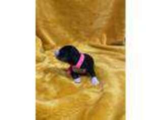 Mutt Puppy for sale in Saint Charles, IL, USA