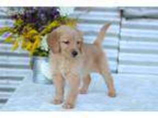 Golden Retriever Puppy for sale in Oakland, MD, USA