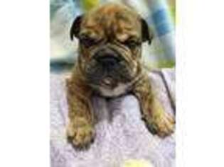 Bulldog Puppy for sale in Ballwin, MO, USA