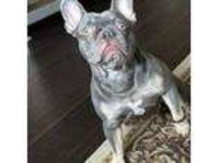 French Bulldog Puppy for sale in Shelby, MI, USA