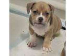 Mutt Puppy for sale in Columbia Station, OH, USA