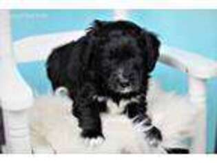 Mutt Puppy for sale in Strathcona, MN, USA
