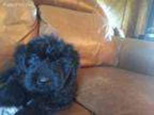 Mutt Puppy for sale in New Franklin, MO, USA