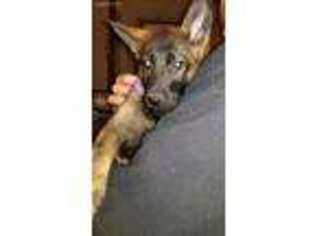 German Shepherd Dog Puppy for sale in Sweet Valley, PA, USA