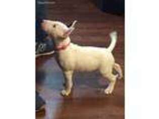 Bull Terrier Puppy for sale in East Providence, RI, USA