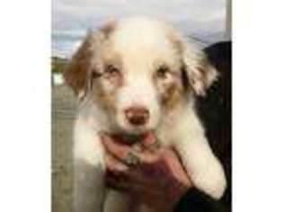 Australian Shepherd Puppy for sale in Reno, NV, USA
