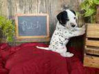 Dalmatian Puppy for sale in Sperry, OK, USA