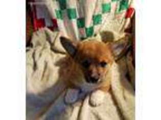 Pembroke Welsh Corgi Puppy for sale in Indian Hills, CO, USA