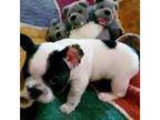 French Bulldog Puppy for sale in Rumney, NH, USA