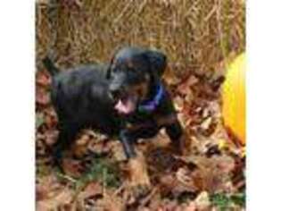 Doberman Pinscher Puppy for sale in Laurelville, OH, USA