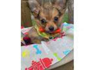 Chihuahua Puppy for sale in Hoschton, GA, USA