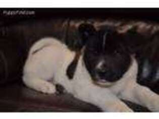 Akita Puppy for sale in Denver, CO, USA