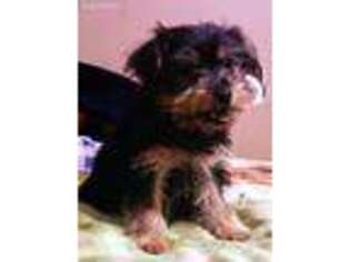 Yorkshire Terrier Puppy for sale in Horn Lake, MS, USA