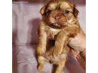 Shorkie Tzu Puppy for sale in Newport, MI, USA