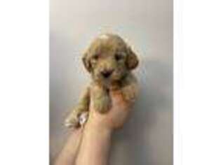 Goldendoodle Puppy for sale in Voluntown, CT, USA