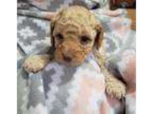 Labradoodle Puppy for sale in Yorba Linda, CA, USA