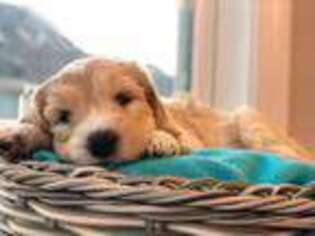 Goldendoodle Puppy for sale in Apex, NC, USA