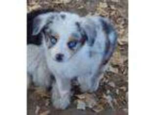 Miniature Australian Shepherd Puppy for sale in Canton, TX, USA