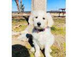 Goldendoodle Puppy for sale in Phelan, CA, USA