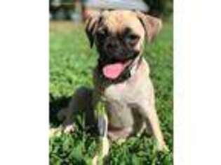 Pug Puppy for sale in Durham, NC, USA