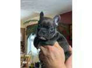 French Bulldog Puppy for sale in Silver Spring, MD, USA