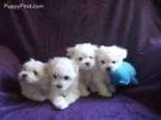 Maltese Puppy for sale in Buxton, ME, USA
