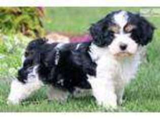Cavachon Puppy for sale in Lancaster, PA, USA