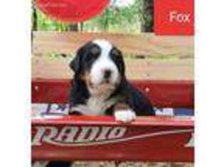 Bernese Mountain Dog Puppy for sale in Columbia, KY, USA