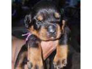 Rottweiler Puppy for sale in Industry, IL, USA