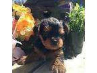 Yorkshire Terrier Puppy for sale in ALMA, NY, USA